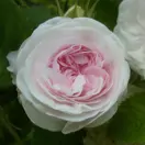 De Meesterbloem