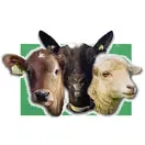Snuffelschuur Belevingsboerderij de Zes Grazen