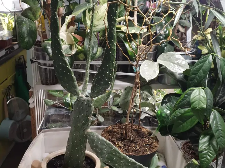 Plantenasiel Leiden