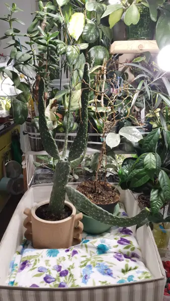Plantenasiel Leiden (2/2)